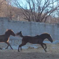 مادیان ۳ ساله کورد کره سخناخ