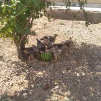 ۳عددبوقلمون با خروس محلی با ۲عدد مرغ