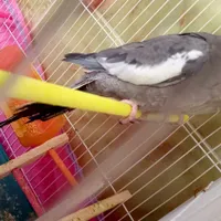 یک جفت عروس|پرنده|آشخانه, |دیوار