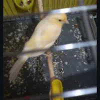 قناری ماده مزایکی آماده جفت هوش هوش