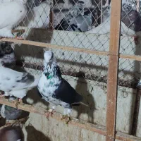 کبوتر|پرنده|بندر ترکمن, |دیوار