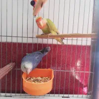 دوعددطوطی برزیلی یاهمون کوتله