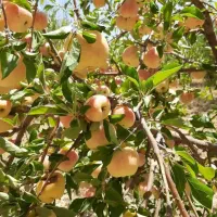 باغ‌شهری کودیان ۱۵۰۰متر سند تک‌برگ|فروش زمین و ملک کلنگی|شیراز, کودیان|دیوار