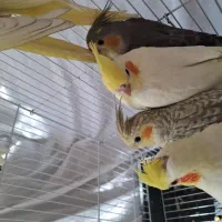 جوجه عروس هلندی چشم شرابی لیمویی