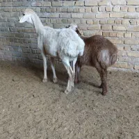 میش زاییده جوان|حیوانات مزرعه|تربت جام, جامرود|دیوار