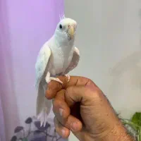 عروس هلندی رام|پرنده|تهران, شیوا|دیوار