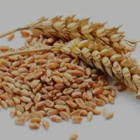 گندم سرحد