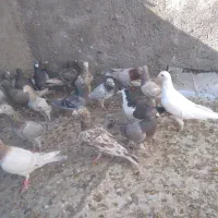 کفتر همه مدل هفت‌رنگ ورنگی والمانی مگزی|پرنده|اقبالیه, |دیوار