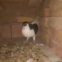 کفترزاغ شاپر سفید،ساده،دوبال،پلنگی|پرنده|گنبد کاووس, |دیوار