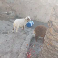 اسفند یا بره نر و ماده برای فروش|حیوانات مزرعه|رامشیر, |دیوار