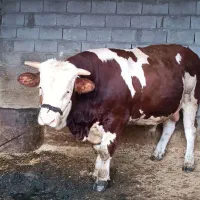 گوساله نرسیمینتال 750کیلویی مناسب کشتار