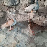 حیوون پرشی گرفتنی به ضمانت