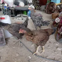 مرغ و خروس لاری