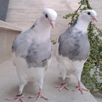 کبوتر طوقی