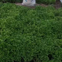 نشاگوجه و خزانه گوجه نوع بذر مبیل