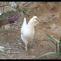 مرغ و خروس ریشی چهل تاج|حیوانات مزرعه|کاکی, |دیوار