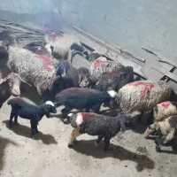 گوسفند