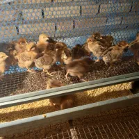 جوجه محلی گلپایگان|حیوانات مزرعه|گنبد کاووس, |دیوار