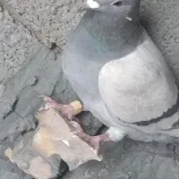 کبوتر پلاکی|پرنده|کشکوئیه, |دیوار