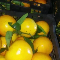 پرتقال نارنگی