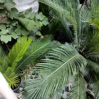 گل طبیعیی|گل و گیاه طبیعی|رشت, آزادگان|دیوار