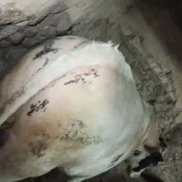 حیوانات|حیوانات مزرعه|خواجه, |دیوار