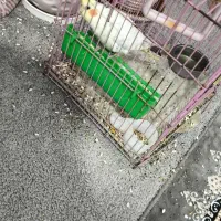 عروس هلندی نر