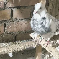 فروشی|پرنده|نقده, |دیوار