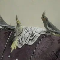 فروش عروس هلندی