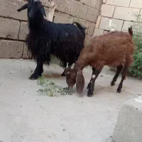 دوتا چپش ماده