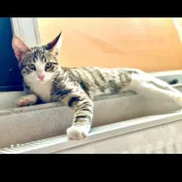 گمشده گربه نر ۷ ماهه در مرند|گربه|مرند, |دیوار