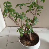 درختچه بونسا فیکوس