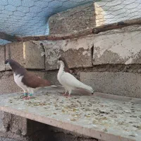 جفت شیرازی یال|پرنده|اهواز, کمپلو شمالی|دیوار