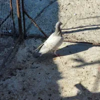 کبوتر رنگی و خارجی|پرنده|اهرم, |دیوار