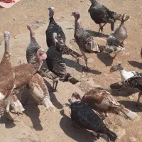 بوقلمون