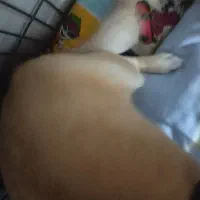 سگ پیدا شده