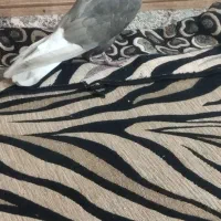 کبوتر قهویی دمسفید