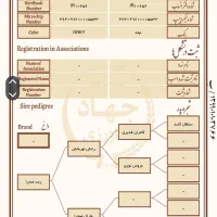 فروش اسب مادیان|اسب و تجهیزات اسبسواری|ماهیدشت, |دیوار