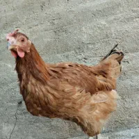 مرغ لاری و گلین و محلی|حیوانات مزرعه|بروجرد, |دیوار