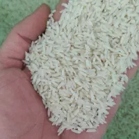 برنج طارم محلی گنبد کاووس
