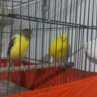 قنارری|پرنده|نسیم‌شهر, |دیوار