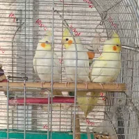 عروس هلندی 3ماهه