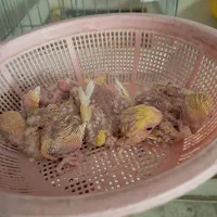 طوطی جوجه سرلاکی|پرنده|سمنان, |دیوار