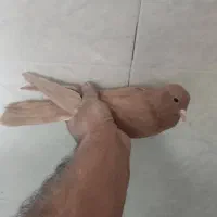 ۲تا زرد ۱گلی ۱زاغ ریشی|پرنده|زرند, |دیوار