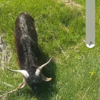 فروش کهره نر