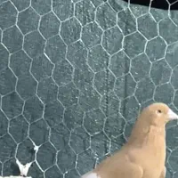 سرک زرد دم سفید|پرنده|استهبان, |دیوار