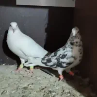 ده تا کبوتر برای نوبازی