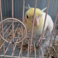 عروس هلندی