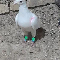 کبوتر پلاگی اصل ۱۹تایی