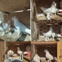 کبوتر سفید زیبا